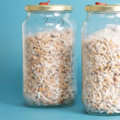 What Is Mushroom Spawn Exactly