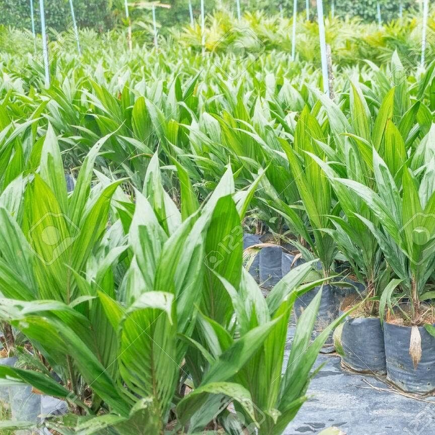 46165665-oil-palm-saplings-with-bifid-leaves-at-oil-palm-nursery