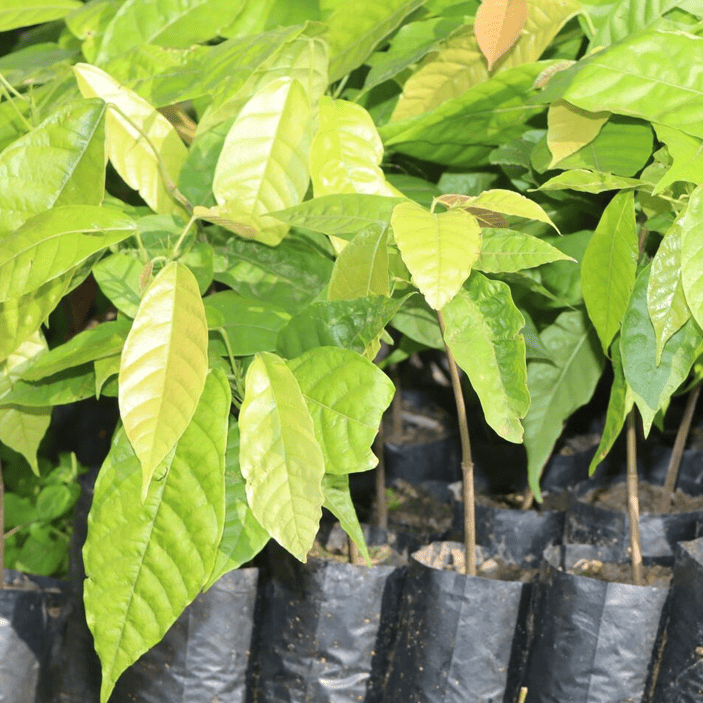 Capture d’écran 2026-01-29 165420