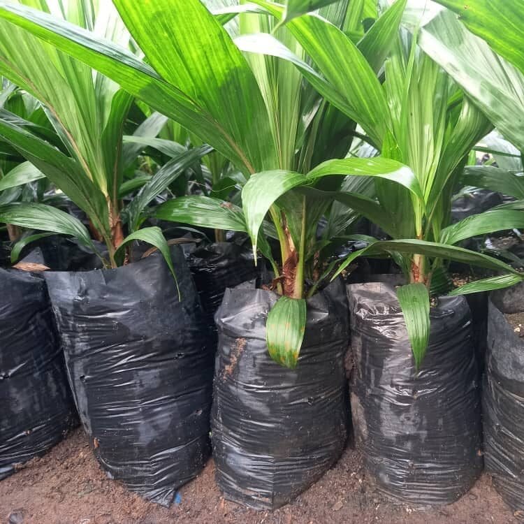 IMG-20240325-WA0010-666110e834ff7