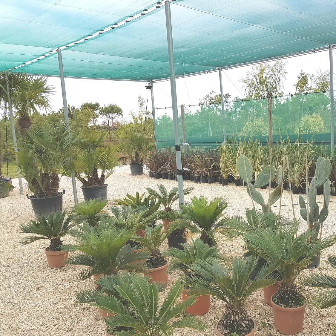 choix-de-palmiers-arles