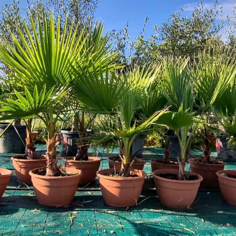 offre-choc-a-39-lun-seulement-fabuleux-palmiers-washingtonias-robusta